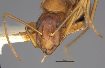 Media type: image;   Entomology 22944 Aspect: head frontal view